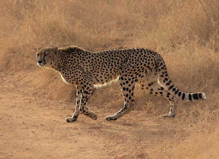 African Cheetah (Acinonyx jubatus) – the fastest land animal, reintroduced in India under Project Cheetah, highlighted in UPSC Species in News 2025.