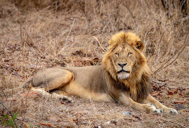 Asiatic Lion (Panthera leo persica) – a vulnerable species found only in Gujarat’s Gir Forest, highlighted in UPSC Species in News 2025 for wildlife conservation.