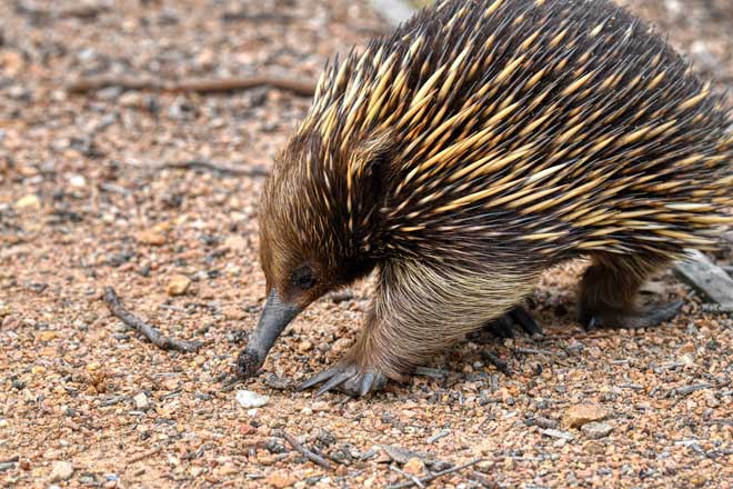 Attenborough’s Long-beaked Echidna (Zaglossus attenboroughi) – a critically endangered egg-laying mammal rediscovered in Papua, featured in UPSC Species in News 2025.