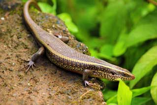 Barkudia Limbless Skink (Barkudia melanosticta) – a rare, fossorial reptile rediscovered in India after 100 years, featured in UPSC Species in News 2025 for biodiversity conservation.