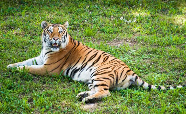 Bengal Tiger (Panthera tigris tigris) – India’s national animal and a key species in Project Tiger, highlighted in UPSC Species in News 2025 for wildlife conservation.