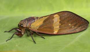 Bicolour Butterfly Cicada (Becquartina bicolor) – a newly described cicada species from Meghalaya, featured in UPSC Species in News 2025 for biodiversity conservation.