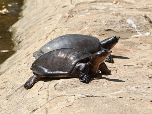 Black Softshell Turtle (Nilssonia nigricans) – a critically endangered freshwater turtle species, once thought extinct in the wild, featured in UPSC Species in News 2025 for conservation efforts.