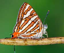 Cloud Forest Silverline Butterfly (Cigaritis meghamalaiensis) – a newly discovered butterfly species from Meghamalai, featured in UPSC Species in News 2025 for biodiversity conservation.