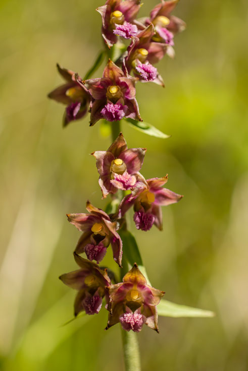 Crepidium assamicum (Assam Orchid) – a newly discovered terrestrial orchid species from Assam, featured in UPSC Species in News 2025 for biodiversity conservation.