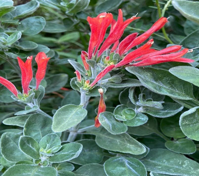 Dicliptera polymorpha – a newly discovered fire-resilient plant from the Western Ghats, featured in UPSC Species in News 2025 for its ecological significance.