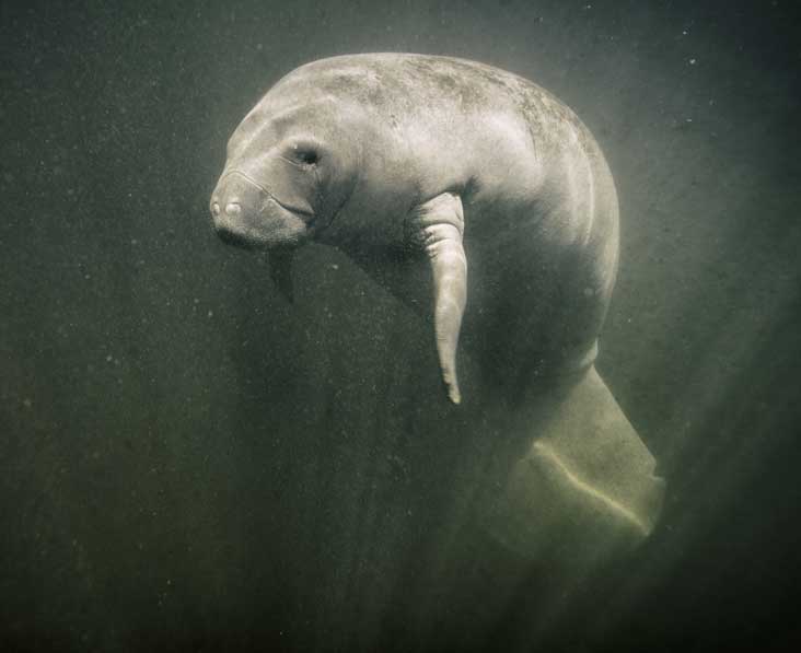 Dugong (Dugong dugon) – a vulnerable marine herbivore found in Indian coastal waters, featured in UPSC Species in News 2025 for conservation efforts.