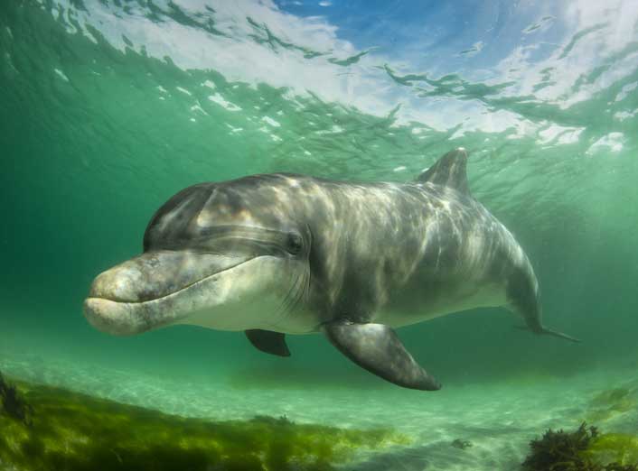 Ganges River Dolphin (Platanista gangetica) – an endangered freshwater dolphin species found in the Ganga and Brahmaputra rivers, featured in UPSC Species in News 2025.