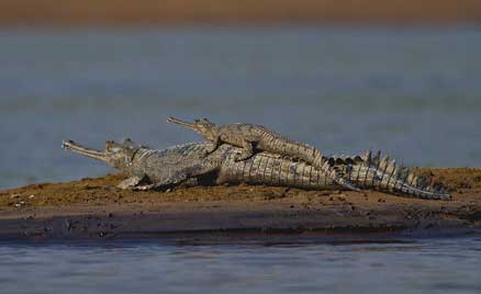 Gharial (Gavialis gangeticus) – a critically endangered fish-eating crocodilian native to Indian rivers, featured in UPSC Species in News 2025 for conservation efforts.