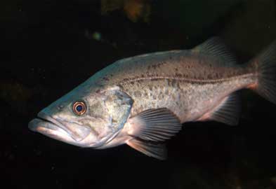 Ghol Fish (Protonibea diacanthus) – a valuable marine species known for its high-priced swim bladder, featured in UPSC Species in News 2025 for fisheries and conservation.