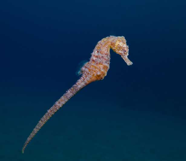 Great Seahorse (Hippocampus kelloggi) – a vulnerable marine species affected by overfishing and habitat loss, featured in UPSC Species in News 2025 for biodiversity conservation.