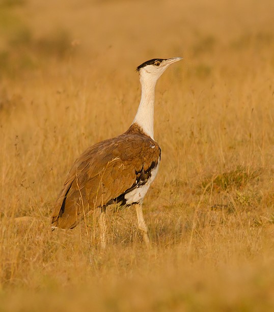 Great Indian Bustard (Ardeotis nigriceps) – a critically endangered grassland bird from India, featured in UPSC Species in News 2025 for wildlife conservation.