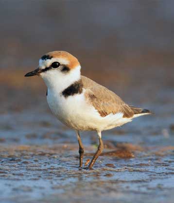 Hanuman Plover (Charadrius seebohmi) – a newly recognized coastal bird species from India and Sri Lanka, featured in UPSC Species in News 2025 for wildlife conservation.