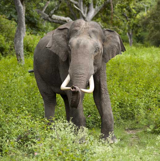 Indian Elephant (Elephas maximus indicus) in its natural forest habitat – an endangered species featured in UPSC Species in News 2025 for wildlife conservation.