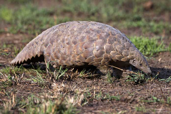 Indian Pangolin (Manis crassicaudata) – a nocturnal, endangered mammal threatened by illegal wildlife trade, highlighted in UPSC Species in News 2025 for conservation efforts.