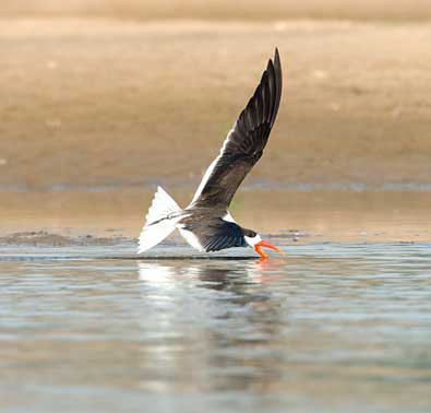 Indian Skimmer (Rynchops albicollis) – an endangered riverine bird known for its unique skimming feeding behavior, featured in UPSC Species in News 2025 for wildlife conservation.