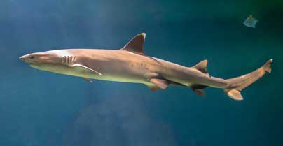 Indian Spurdog Shark (Squalus hima) – a newly discovered deep-sea shark species from India, featured in UPSC Species in News 2025 for marine biodiversity conservation.