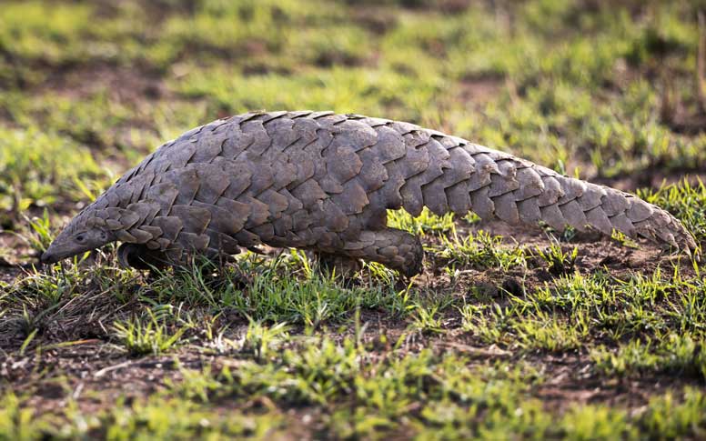 Indo-Burmese Pangolin (Manis indoburmanica) – a newly identified pangolin species from Northeast India, highlighted in UPSC Species in News 2025 for wildlife conservation.