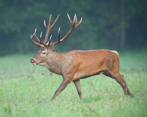 Kashmir Stag (Hangul) (Cervus hanglu hanglu) in Dachigam National Park – a critically endangered deer species highlighted in UPSC Species in News 2025.