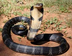 King Cobra (Ophiophagus hannah) – the world's longest venomous snake, a keystone species in forest ecosystems, featured in UPSC Species in News 2025 for wildlife conservation.