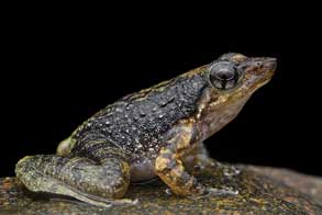 Kottigehar Dancing Frog (Micrixalus kottigeharensis) – a critically endangered amphibian from the Western Ghats, known for its unique foot-flagging behavior, featured in UPSC Species in News 2025.