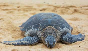 Leatherback Sea Turtle (Dermochelys coriacea) – the largest sea turtle species, critically important for marine conservation, featured in UPSC Species in News 2025.