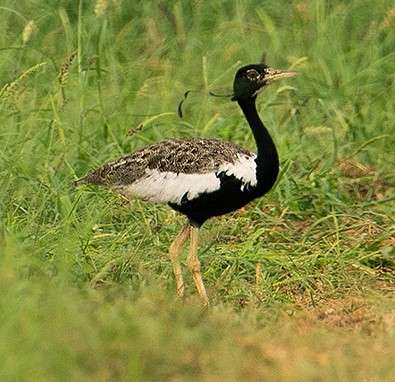 Lesser Florican (Sypheotides indicus) – a critically endangered grassland bird known for its unique courtship leaps, featured in UPSC Species in News 2025 for wildlife conservation.