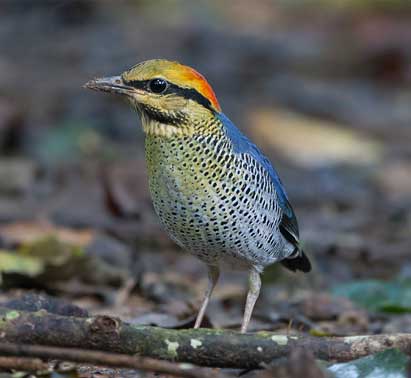 Mangrove Pitta (Pitta megarhyncha) – a near-threatened bird species found in India’s mangrove forests, highlighted in UPSC Species in News 2025 for wildlife conservation.