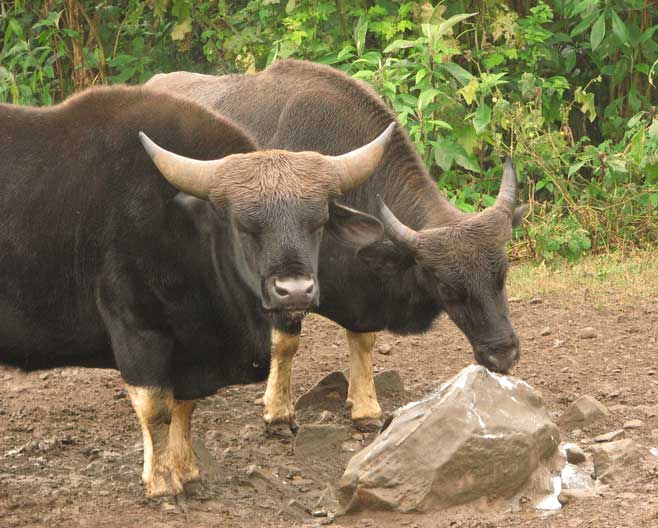 Mithun (Gayal) (Bos frontalis) – a semi-domesticated bovine species revered in Northeast India, featured in UPSC Species in News 2025 for conservation and tribal culture.