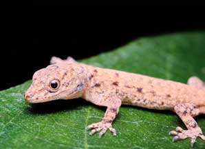 Mizoram Flying Gecko (Gekko mizoramensis) – a newly discovered gliding lizard species from Northeast India, featured in UPSC Species in News 2025 for biodiversity conservation.