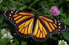 Monarch Butterfly (Danaus plexippus) – an iconic migratory butterfly species facing population decline, featured in UPSC Species in News 2025 for biodiversity conservation.