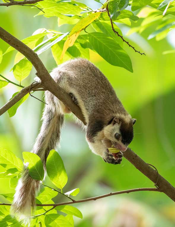 Namdapha Flying Squirrel (Biswamoyopterus biswasi) – a critically endangered and elusive species rediscovered in Arunachal Pradesh, featured in UPSC Species in News 2025.