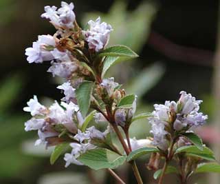 Neelakurinji (Strobilanthes kunthiana) – a rare flowering shrub that blooms once in 12 years in the Western Ghats, highlighted in UPSC Species in News 2025.