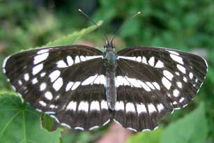 Neptis Philyra (Striped Sailer Butterfly) – a newly recorded butterfly species in India, featured in UPSC Species in News 2025 for biodiversity conservation.