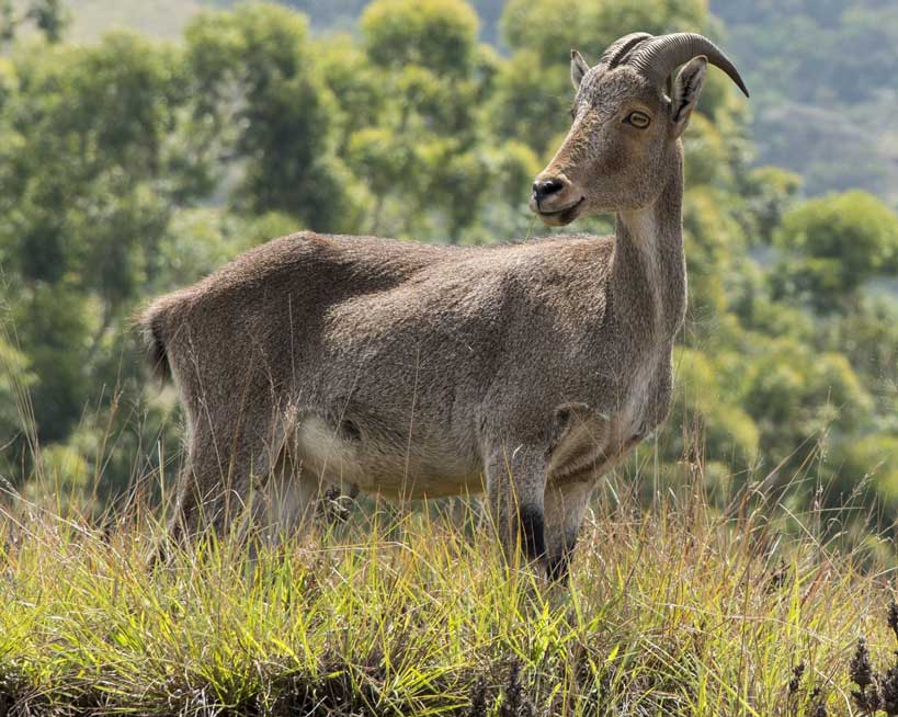 Nilgiri Tahr (Nilgiritragus hylocrius) in its native Western Ghats habitat – an endangered species highlighted in UPSC Species in News 2025.