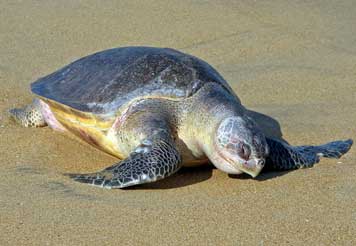 Olive Ridley Sea Turtle (Lepidochelys olivacea) – a vulnerable marine species known for mass nesting (arribada), highlighted in UPSC Species in News 2025 for conservation efforts.