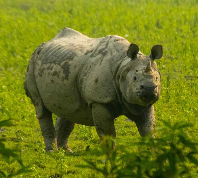 One-Horned Indian Rhinoceros (Rhinoceros unicornis) – a vulnerable species found in Assam’s Kaziranga National Park, featured in UPSC Species in News 2025 for wildlife conservation.