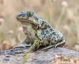 Patkai Mountain Frog (Gracixalus patkaiensis) – a newly discovered tree frog species from Arunachal Pradesh, featured in UPSC Species in News 2025 for biodiversity conservation.