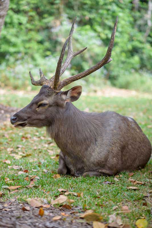 Sangai (Rucervus eldii eldii), the endangered Manipur brow-antlered deer, found in Keibul Lamjao National Park – highlighted in UPSC Species in News 2025.