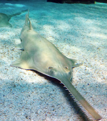 Sawfishes (Family Pristidae) – critically endangered marine species with distinct saw-like snouts, threatened by habitat loss and bycatch, featured in UPSC Species in News 2025.