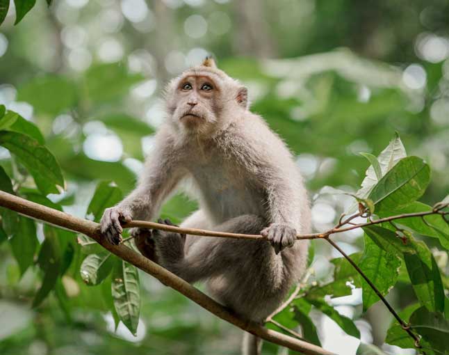 Sela Macaque (Macaca selai) – a newly discovered primate species from Arunachal Pradesh, significant for UPSC Species in News 2025 and wildlife conservation.