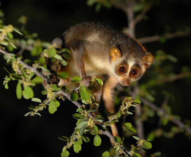 Slender Loris (Loris lydekkerianus) in its nocturnal forest habitat – an endangered primate highlighted in UPSC Species in News 2025 for wildlife conservation.