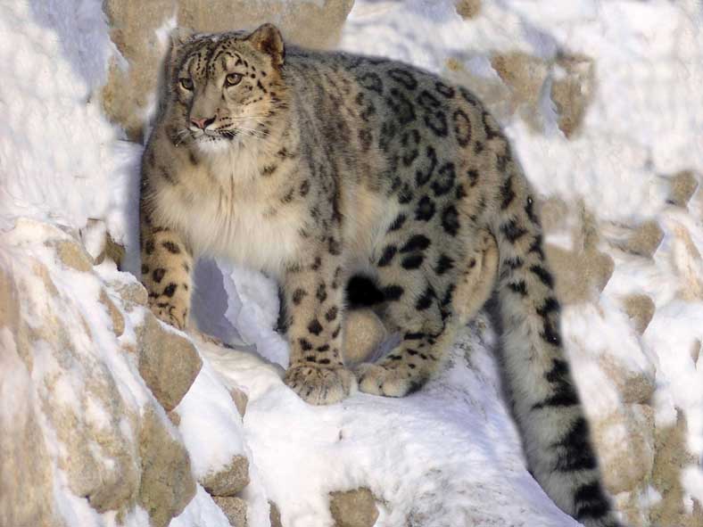 Snow Leopard (Panthera uncia) in the high-altitude Himalayas – a vulnerable species highlighted in UPSC Species in News 2025 for conservation and wildlife ecology.