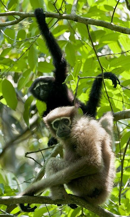 Western Hoolock Gibbon (Hoolock hoolock) in its natural forest habitat – an endangered primate featured in UPSC Species in News 2025 for wildlife conservation.