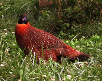 Western Tragopan (Tragopan melanocephalus) – a vulnerable pheasant species endemic to the Western Himalayas, featured in UPSC Species in News 2025 for wildlife conservation.