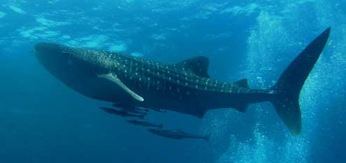 Whale Shark (Rhincodon typus) – the world’s largest fish, an endangered marine species threatened by bycatch and illegal trade, featured in UPSC Species in News 2025 for conservation efforts.